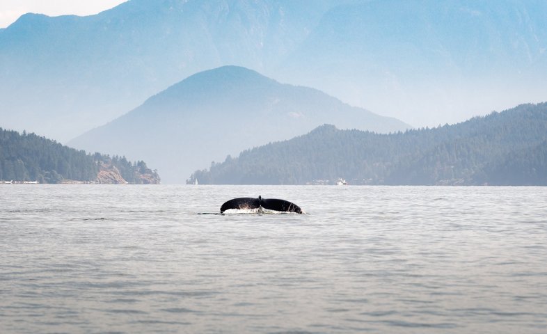 Kanada Reise: Wal im Wasser