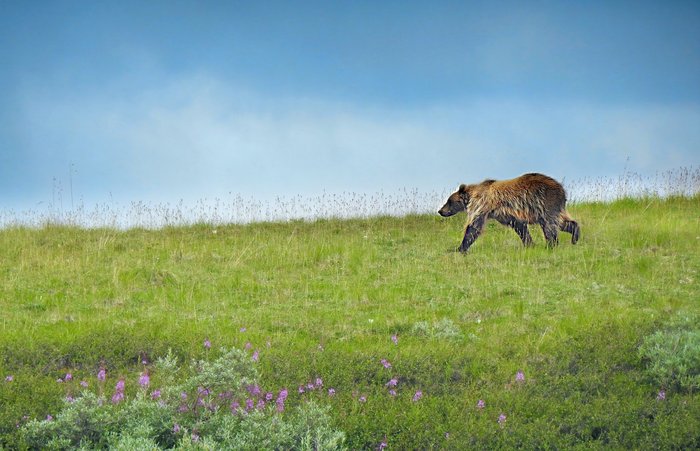 Alaska Reise - Grizzlybaer im Denali NP
