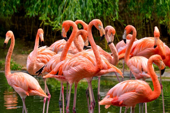 USA Reise - Flamingos im Everglades Nationalpark
