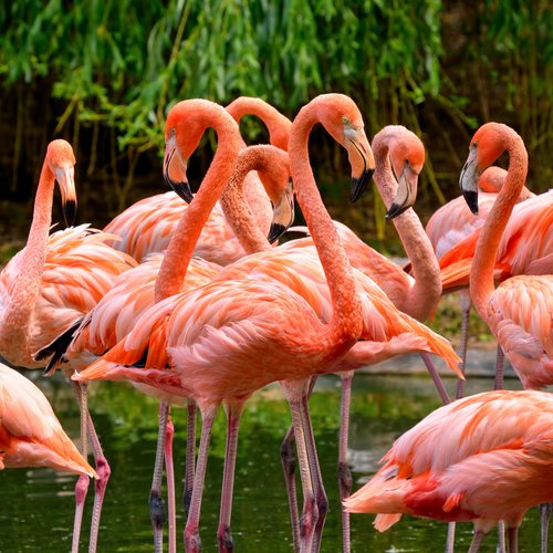 USA Reise - Flamingos im Everglades Nationalpark