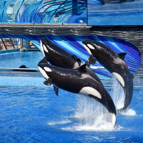 USA Reise - Sea World in Orlando