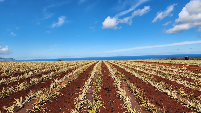 USA Reise - Ananas Plantage auf Hawaii Island, Hawaii